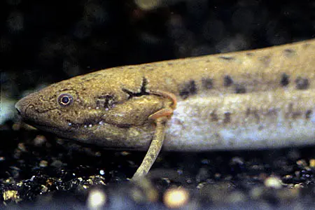 Protopterus annectens annectens