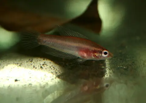 Parosphromenus allani