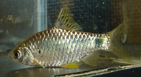 Pethia punctata