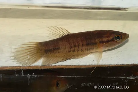 Betta midas
