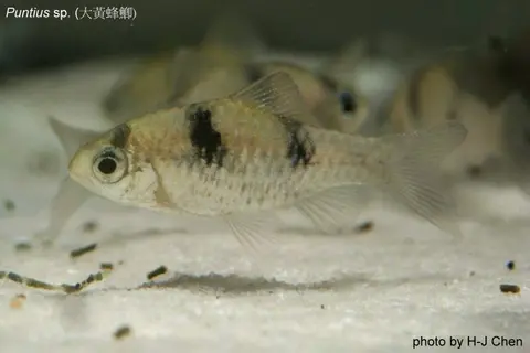 Pethia sp. 'Myanmar'