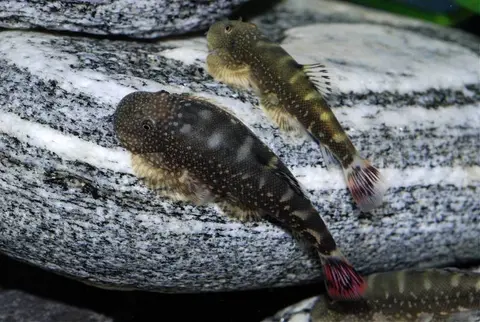 Gastromyzon ocellatus