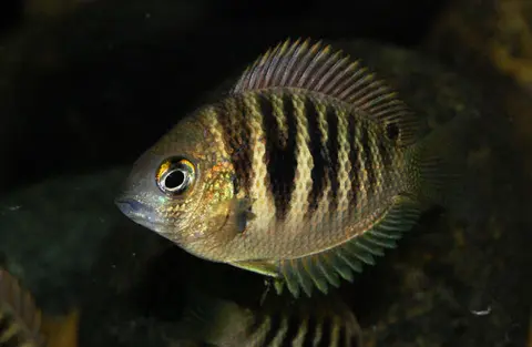 Etroplus canarensis