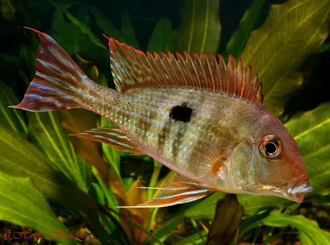 Geophagus sp. 'orange head'