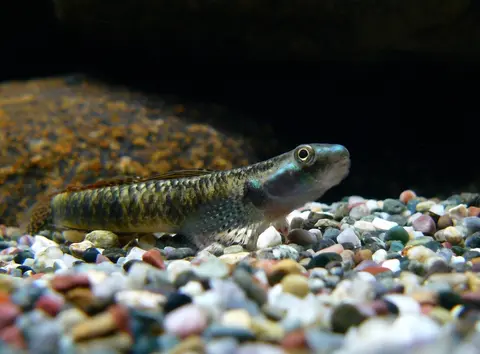 Stiphodon ornatus