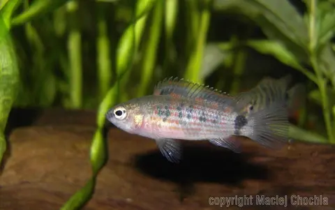 Badis ruber