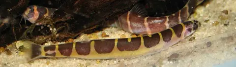 Pangio semicincta