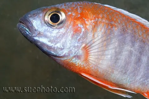 Aulonocara jacobfreibergi