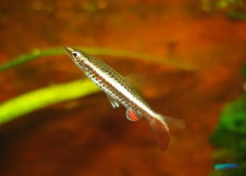 管口铅笔鲤