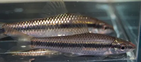 Crossocheilus atrilimes