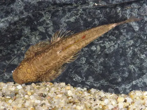 麦氏拟腹吸鳅