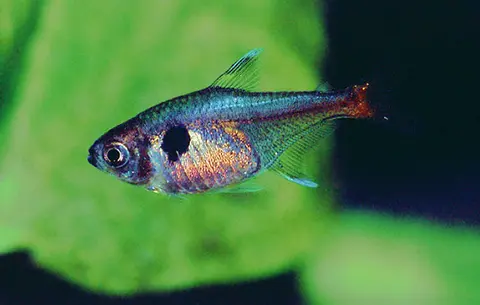 Hyphessobrycon roseus