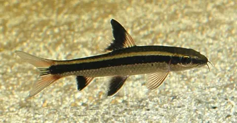 Epalzeorhynchos kalopterum