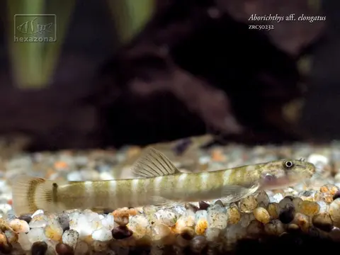 Aborichthys sp. 'AR02'