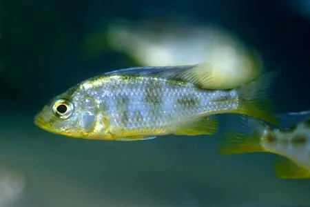 Nimbochromis venustus