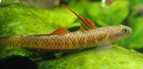 黑鳍枝牙鰕虎