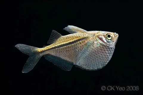 胸斧鱼
