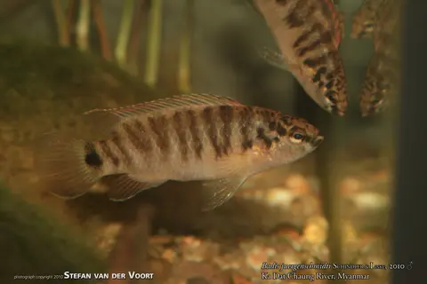 Badis juergenschmidti