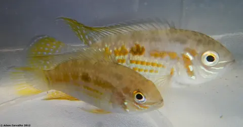 Laetacara araguaiae