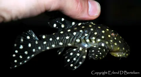 Baryancistrus sp. L142