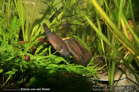 Badis ferrarisi