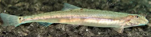 Acanthopsoides sp. 'A02'