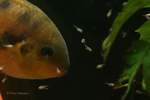 巴拿马始丽鱼