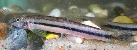 Lepidocephalichthys sp. 'LE2'
