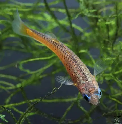 Pseudomugil sp. 'red neon'