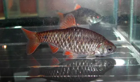 Pethia manipurensis