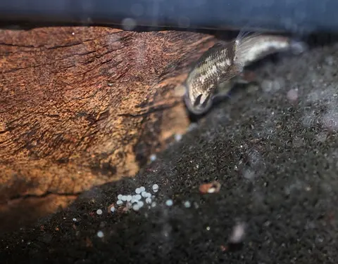 Parasphaerichthys lineatus