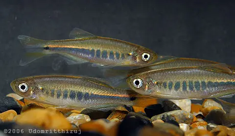 Danio sp. 'TW01'
