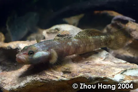 瑶山吻鰕虎鱼