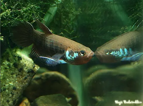 Betta krataios