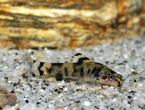 Sewellia sp. 'SEW03'