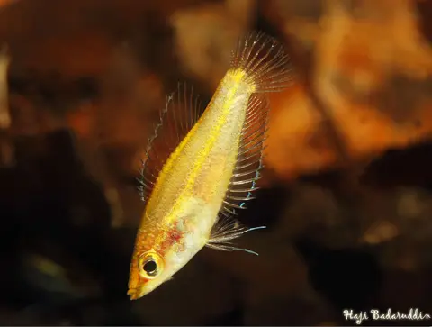 Parosphromenus alfredi