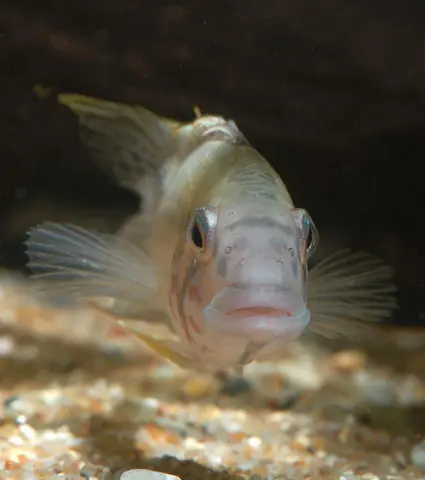Apistogramma sp. 'Kelleri'