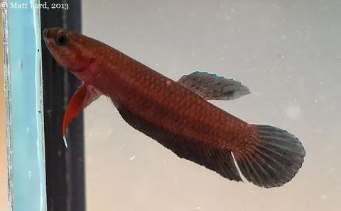 红鳍抟鱼