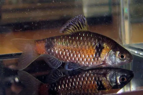 Pethia tiantian