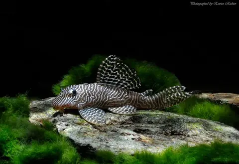 Hypancistrus sp.