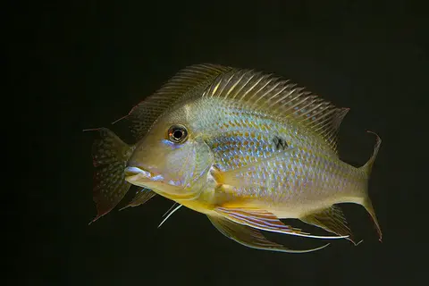 Geophagus neambi