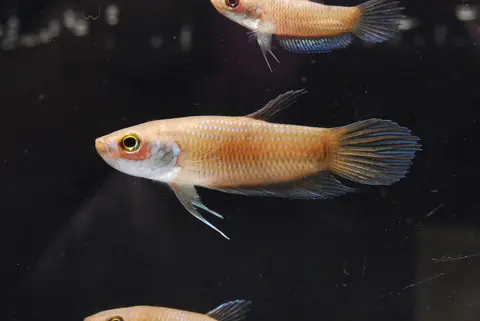 Betta kuehnei