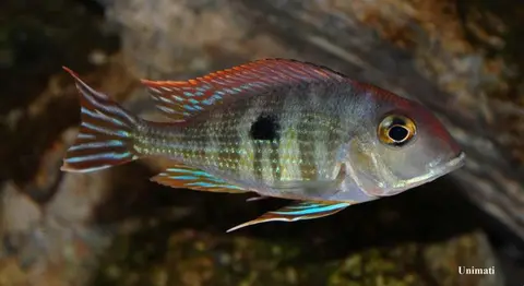 Geophagus sp. 'orange head'