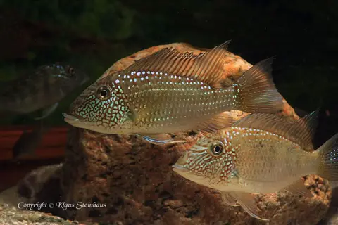 Satanoperca leucosticta