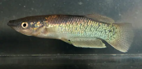 Pachypanchax arnoulti