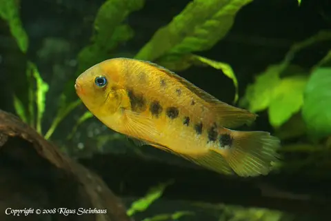 巴拿马始丽鱼