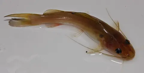 平头鳠