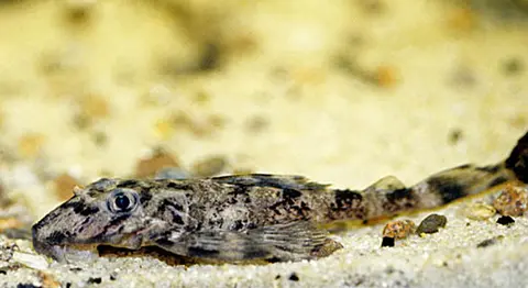 Dekeyseria brachyura