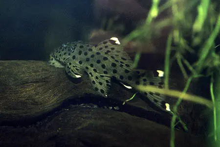 Leporacanthicus joselimai