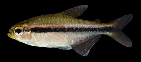 Hyphessobrycon vilmae